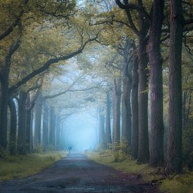 Allée brumeuse d'arbres sur Quirien Marijs