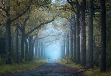 Foggy lane of trees