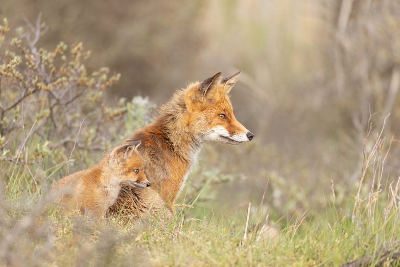 Liebe zwischen Mutterfuchs und Jungtier von mirka koot