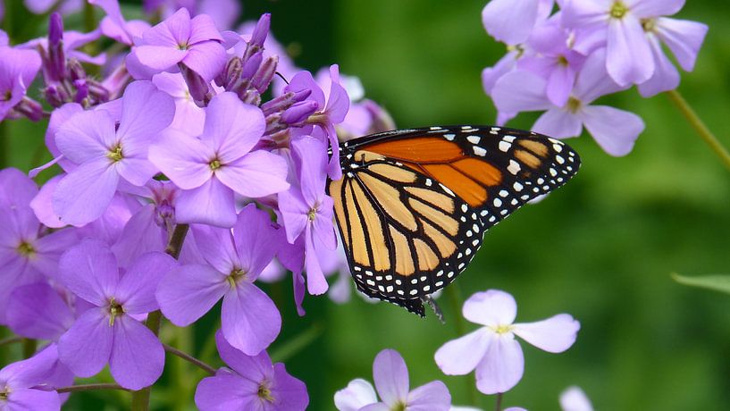 Een vlinder eet een bloesem op van een plant van Veluws