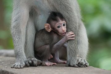 Baby Macaque van Richard Wareham