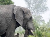 Elefant auf Safari von Karin vd Waal Miniaturansicht