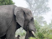 Olifant tijdens safari