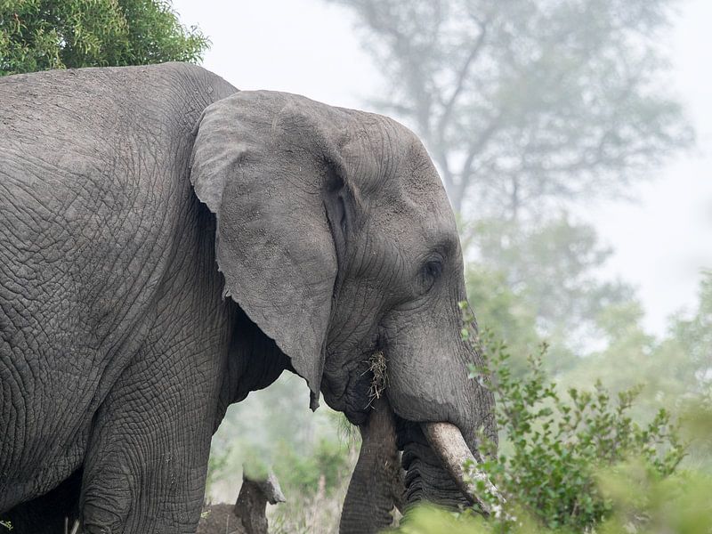 Elefant auf Safari von Karin vd Waal