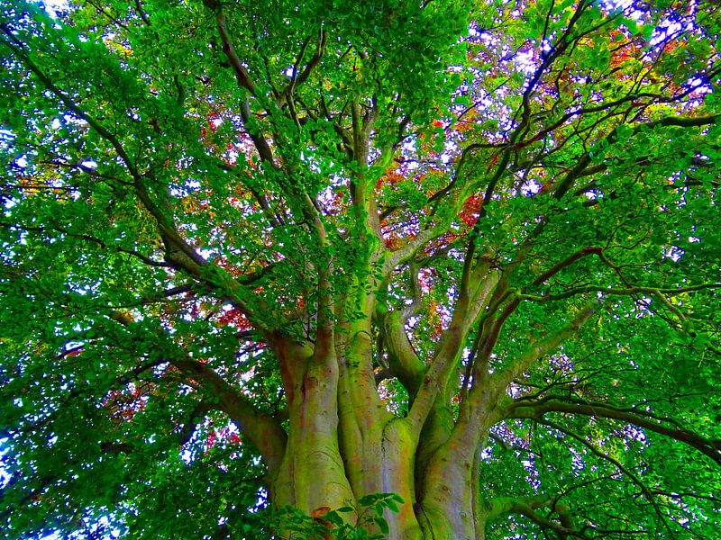 Tree Magic 142-A von MoArt (Maurice Heuts)