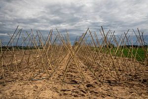 Agriculture