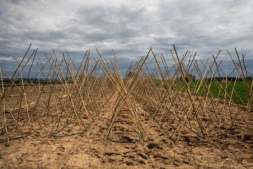 Agriculture