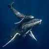 Whales and orcas