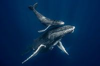 Mother and calf
