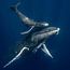 Whales and orcas