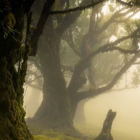Der wunderschöne Laurissilva-Wald auf der portugiesischen Insel Madeira ist in Nebel und goldenes Li von Jos Pannekoek