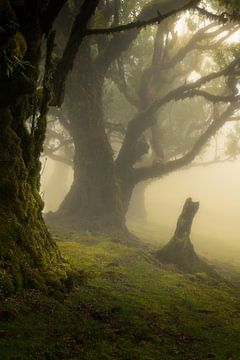 Het mooie Laurissilva bos op het Portugese eiland Madeira gehuld in mist en gouden licht. van Jos Pannekoek