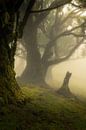 The beautiful Laurissilva forest on the Portuguese island of Madeira shrouded in mist and golden lig by Jos Pannekoek thumbnail