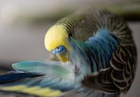 Blue yellow male parakeet brushing its feathers