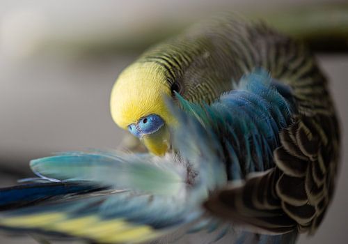 Blauw gele mannetjes parkiet die zijn veren poetst