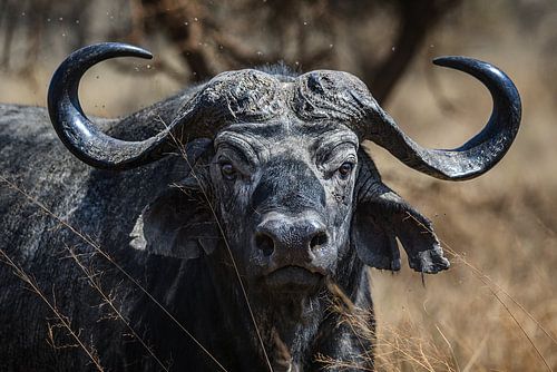 Mooi portret van een buffel in Afrika