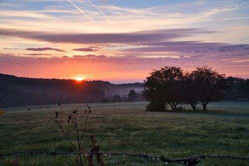 Boom in een weiland in de mist bij zonsopgang