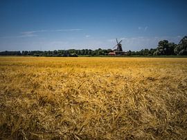Molen met korenveld van Martijn Tilroe