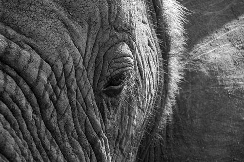 Eye of an Elephant