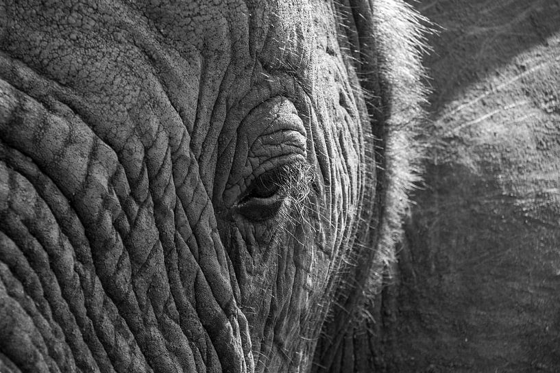 Eye of an Elephant van Kim Paffen