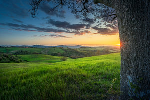 Sonnenuntergang über sanften Hügeln und einem einsamen Baum im Val di Cecina