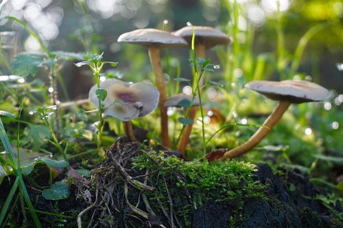 Fairy-tale mushrooms