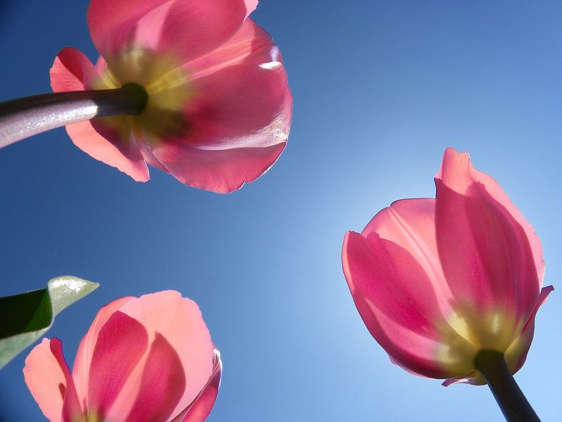Dutch tulips by Jessica Berendsen