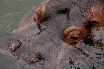 Nijlpaard van Corrie Post