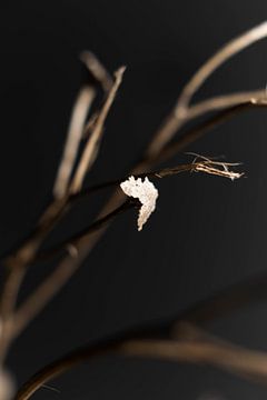 macro foto wit bloemetje aan een tak van Aan Kant