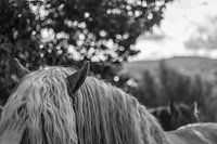Petting a hors in black and white
