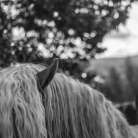 Aaien van een paard in zwart wit van Evelien Buynsters