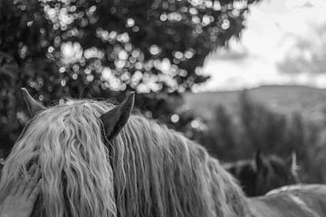 Aaien van een paard in zwart wit van Evelien Buynsters
