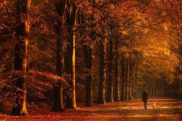 Wandelaar met hond in het herfst bos van KB Design & Photography (Karen Brouwer)