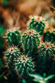 Prickly cactus group in detail by Poster Art Shop