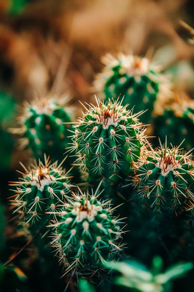 Prickly cactus group in detail by Poster Art Shop