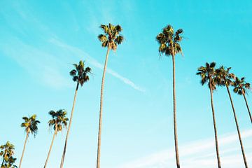 Row of Palm Trees II by Walljar