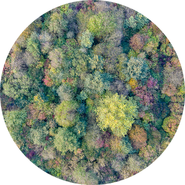 Herfstkleuren in het bos van Jeroen Kleiberg