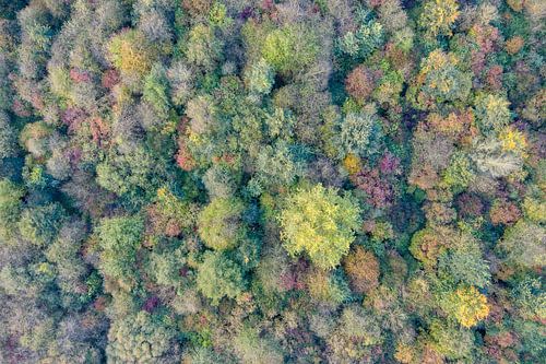 Herfstkleuren in het bos