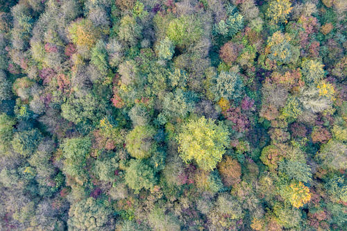 Gedempte herfsttinten van bovenaf