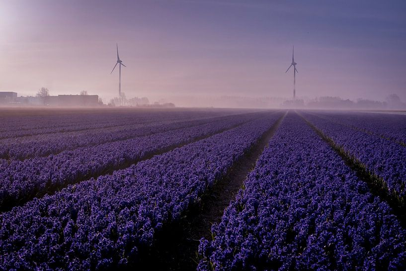 Purple mills by peterheinspictures
