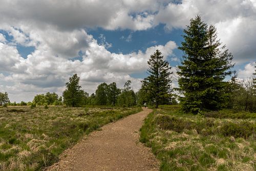 Landscape at Baraque Michel (Belgium)