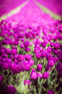 Tulipes