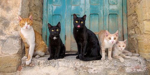 Vijf katten poseren samen