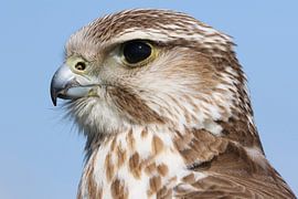 Faucon sacre (Falco cherrug) sur Ronald Pol