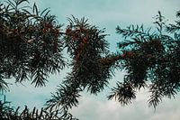 Sea Buckthorn