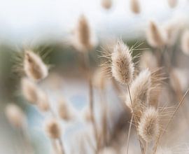 Herbe de velours sur Li-Bro