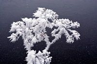 Plantes congelées à maturité