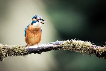 Eisvogel verschluckt einen Fisch