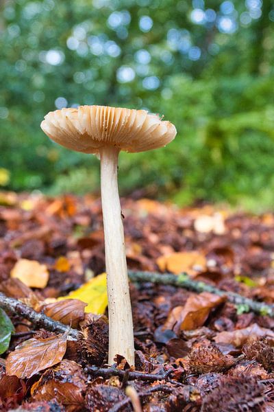 Un beau champignon par Henrico Fotografie
