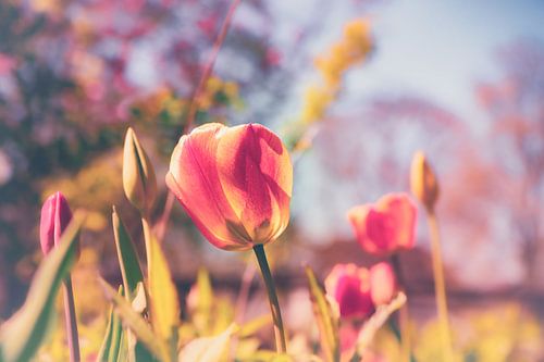 Bloesem Gruga - Lentetulp Tulp gefotografeerd in zacht bokeh